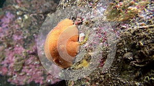 Yellow nudibranch slug underwater on seabed of Barents Sea.