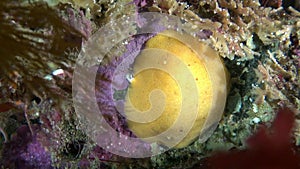 Yellow nudibranch slug underwater on seabed of Barents Sea.