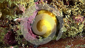 Yellow nudibranch slug underwater on seabed of Barents Sea.