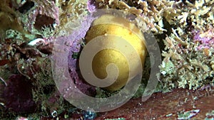 Yellow nudibranch slug underwater on seabed of Barents Sea.