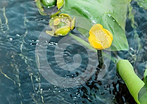 Yellow Nuphar lutea flower