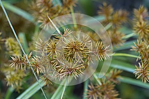 Yellow Nutsedge Nutgrass Seedheads - Cyperus esculentus