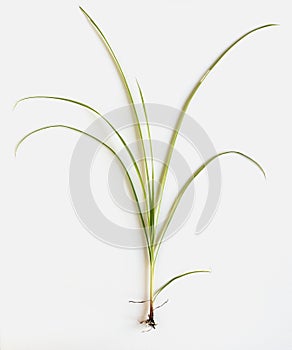 Yellow Nutsedge Weed with Roots