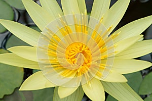 Yellow Nymphaea