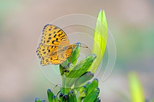 Yellow Nymphalidae butterfly