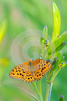 Yellow Nymphalidae butterfly