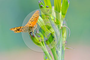 Yellow Nymphalidae butterfly