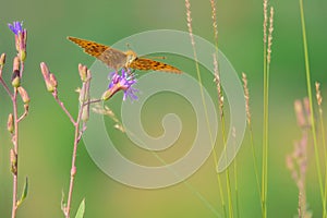 Yellow Nymphalidae butterfly