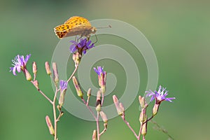 Yellow nymphalidae butterfly