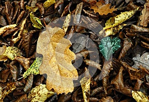 Yellow oak leaf