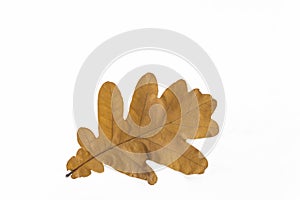 Yellow oak leaf isolated on white