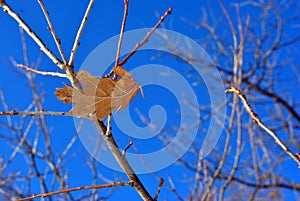 Yellow oak leaf on wood, blue sky background