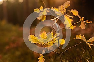 Yellow Oak leaves in autumn in forest, closeup, shallow depth of field. Evening sun lit