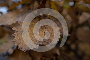 Yellow oak leaves in autumn. selectiv focus