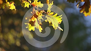 Yellow oak leaves branch on the sun