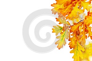 Yellow oak leaves on white background isolated close up, autumn golden foliage decorative border, fall oak tree branch frame