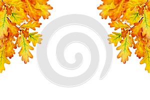 Yellow oak leaves on white background isolated close up, autumn golden foliage decorative border, fall oak tree branch frame