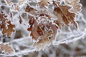 Yellow oak leaves in winter rime.