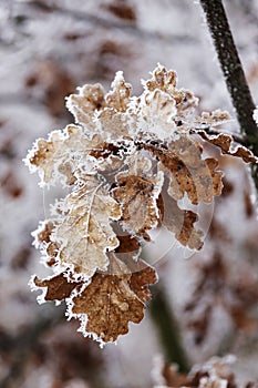 Yellow oak leaves in winter rime.