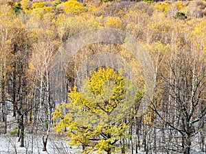 Yellow oak tree and first snow in autumn forest