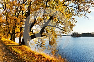 Yellow oak trees on Svet Pond embankment in Trebon