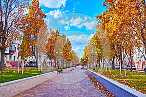 The yellow oaks in park on Myru Avenue, Chernihiv, Ukraine