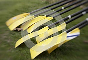 Yellow Oars Before Race