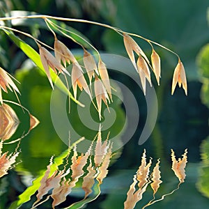 Yellow oats spikes reflecting in calm water