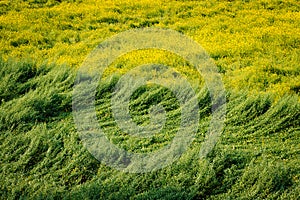 The Yellow Ocean/Beautiful Mustard Flower Field In Bangladesh