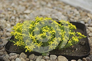 Yellow ochitok blooms beautifully in the garden photo