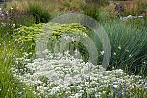 Yellow ochitok and yarrow white among garden grasses photo