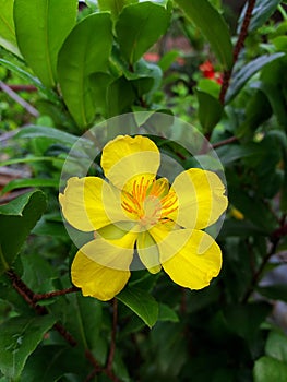 Yellow Ochna serrulata flower