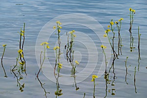 Yellow Oconee bell flowers reflected in water, horizontal orientation