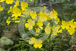 Yellow Oenothera flower