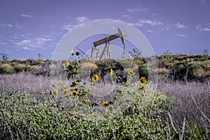 Yellow oil well pump jack on ridge against puple sky with weeds and sunflowers in field - Selective focus - forground blurred