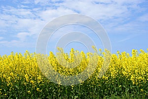 Yellow oilseed