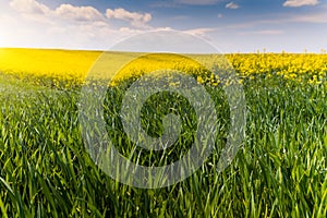 Yellow oilseed field and green young wheat under the blue b