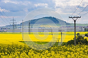 Yellow oilseed field and high-voltage electricity pylons