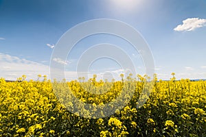 Yellow oilseed field under the blue bright sky