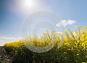 Yellow oilseed field under the blue bright sky