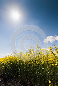 Yellow oilseed field under the blue bright sky