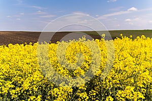 Yellow oilseed field under the blue bright sky