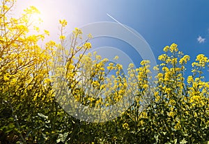 Yellow oilseed field under the blue bright sky