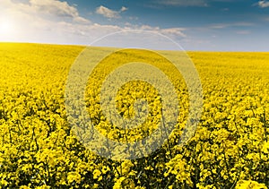 Yellow oilseed field under the blue bright sky