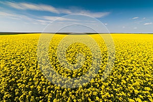 Yellow oilseed field under the blue bright sky