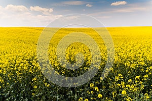 Yellow oilseed field under the blue bright sky