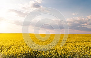 Yellow oilseed field under the blue bright sky