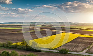 Yellow oilseed field under the blue bright sky