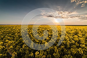 Yellow oilseed field under the blue bright sky