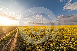 Yellow oilseed field under the blue bright sky